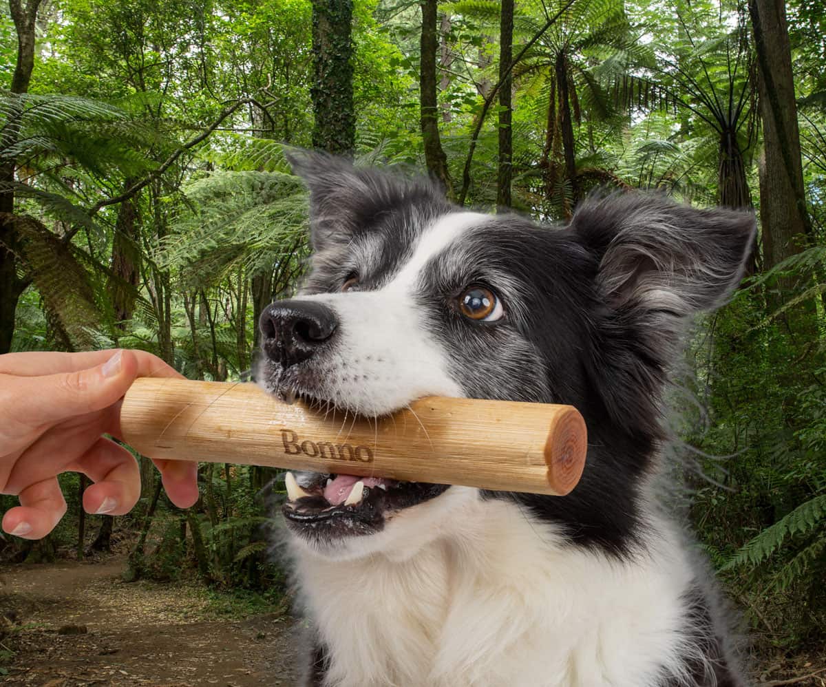 best-friends-best-friend. Black and white Border Collie taking a Bonno Chew gently from a hand. New Zealand bush with silver ferns and a track are in the background. Your best friend’s new best friend. Tips & Tricks to introduce Bonno to your dog. It’s all about building excitement and desire.