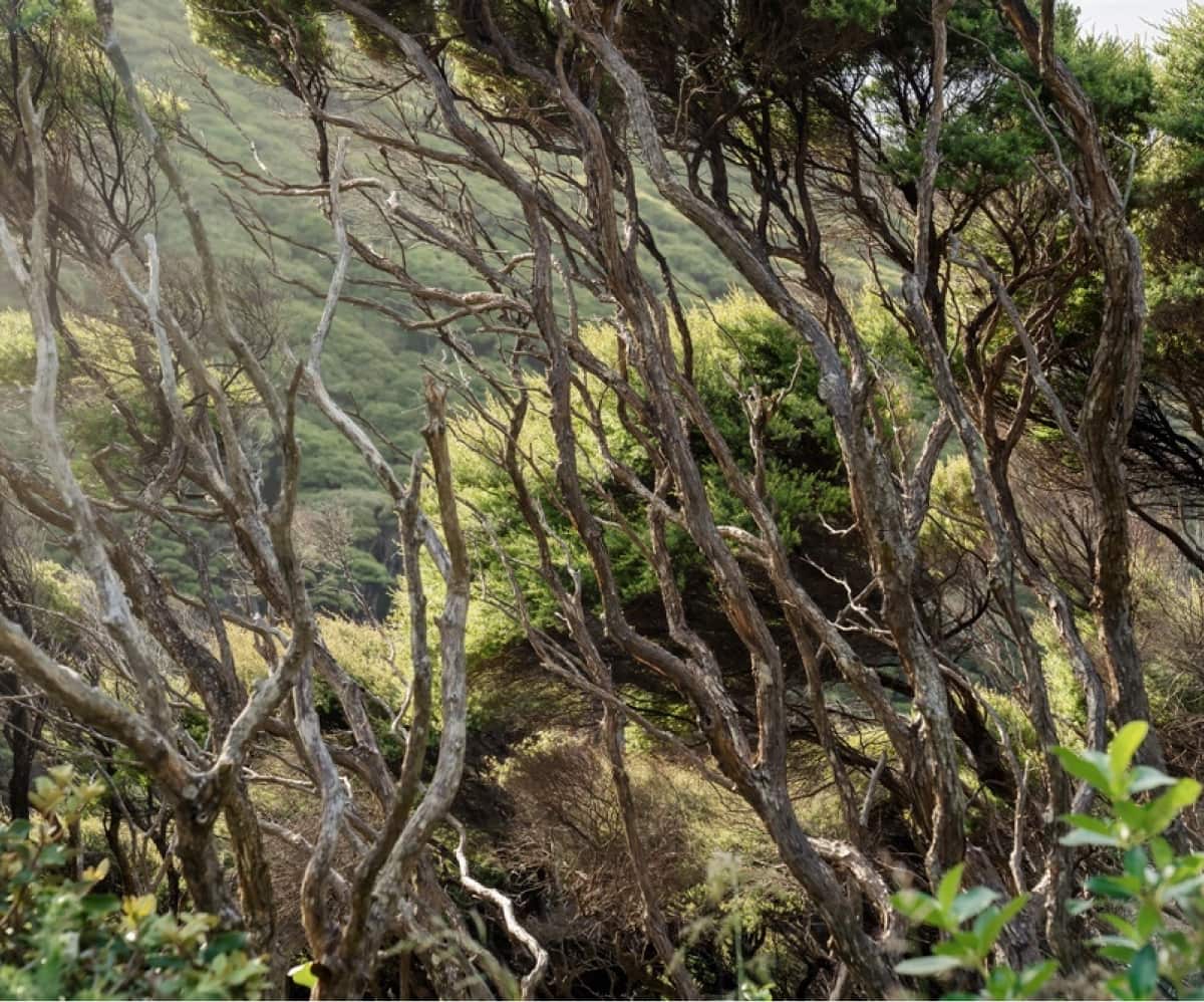 Manuka. A stand of mature Manuka in rugged New Zealand landscape on a hillside.