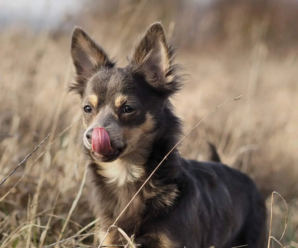 Cute little dog with tongue up