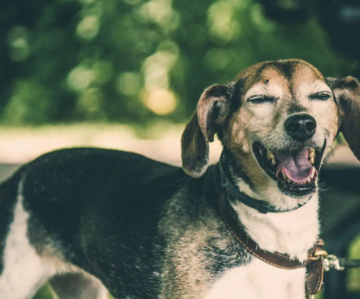 Happy dog taking a break - hero pic of our journal to explain 'One size does not fit all'