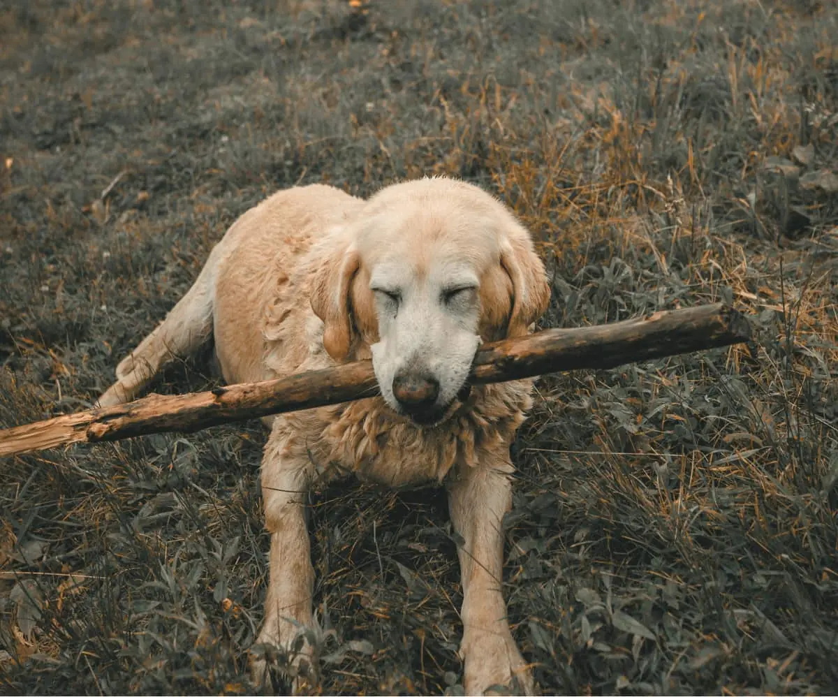 Older Labrador with a wooden stick in his mouth. The dog smiles and looks happy lying on field.