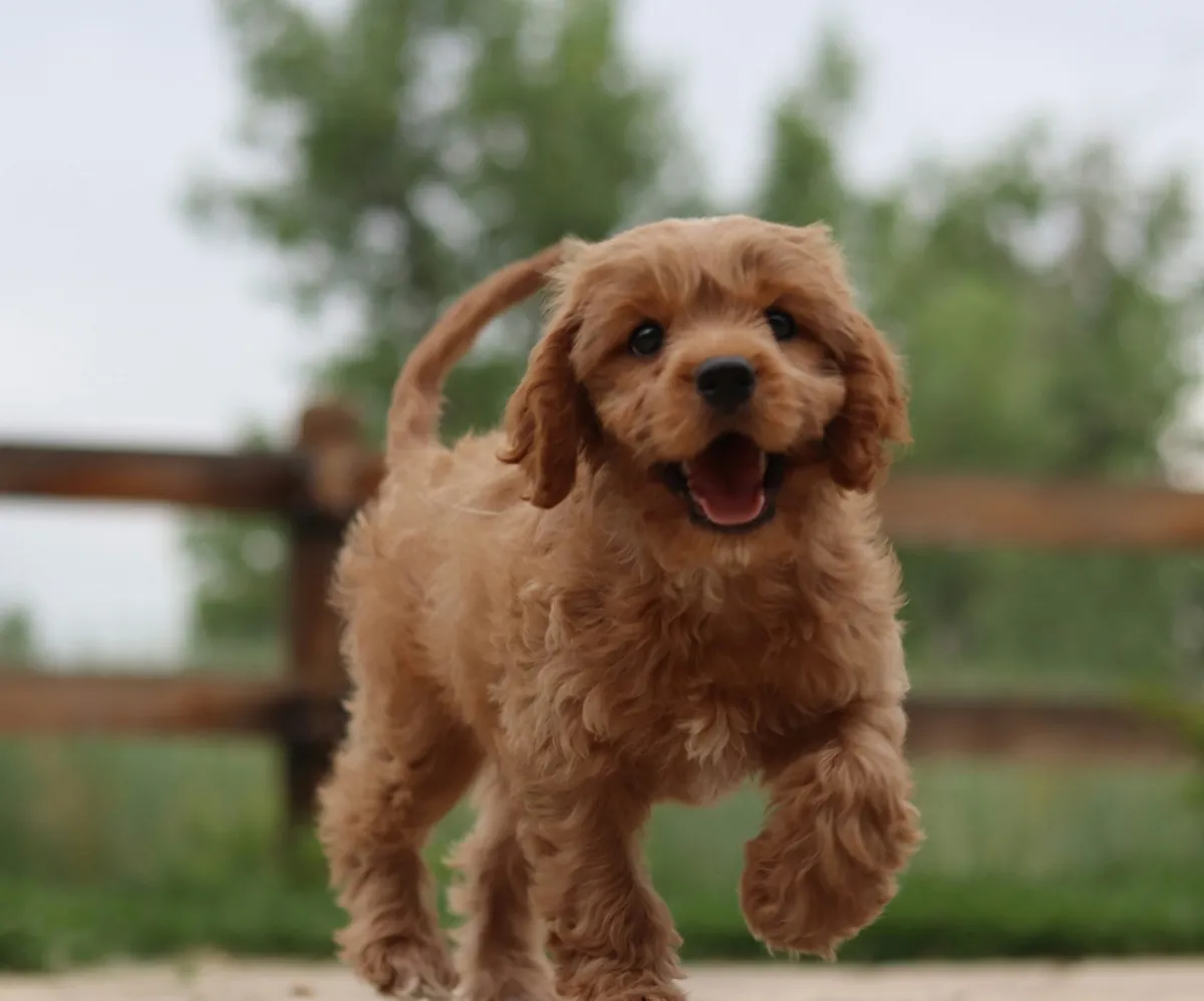 Brown fluffy puppy walking towards the viewer - suggesting a happy and healthy puppy to indicate the relating content is about puppies and young dogs
